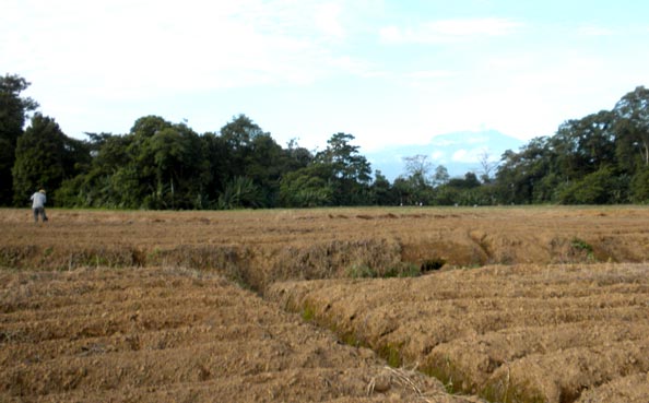 Soil Preparation - Bedding