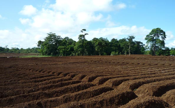 Soil Preparation - Bedding