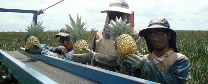 Pineapple harvesting.
