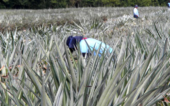 Planting - Seed Harvest