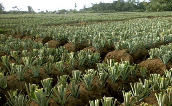 Recently Planted Fields