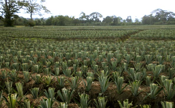 Recently Planted Fields