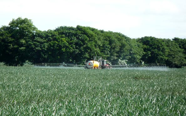 Cultivation Practices - Fertilization