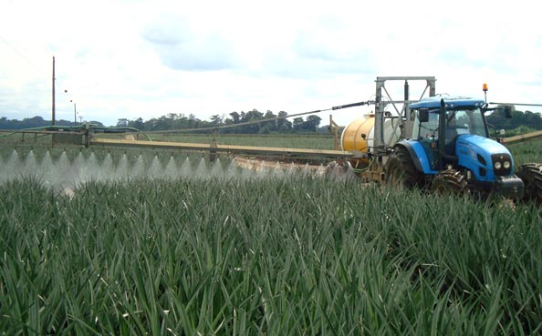 Cultivation Practices - Fertilization