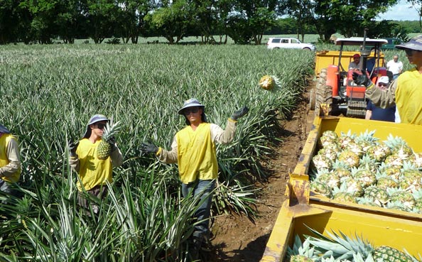 Fruit Harvest