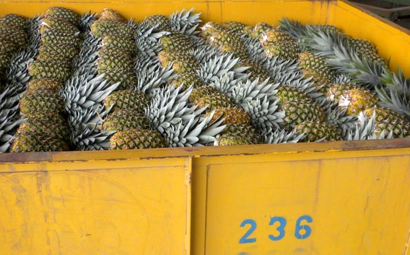 Fruit Logistics