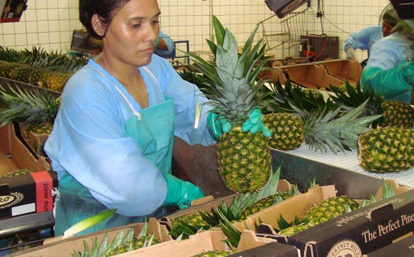 Packing Operation - Boxing & Tagging