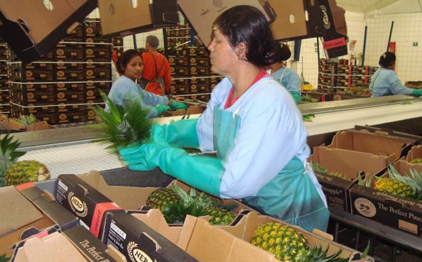 Packing Operation - Boxing & Tagging