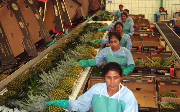 Packing Operation - Boxing & Tagging