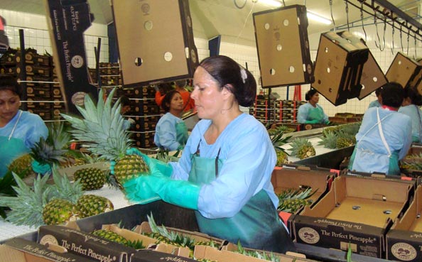 Packing Operation - Boxing & Tagging