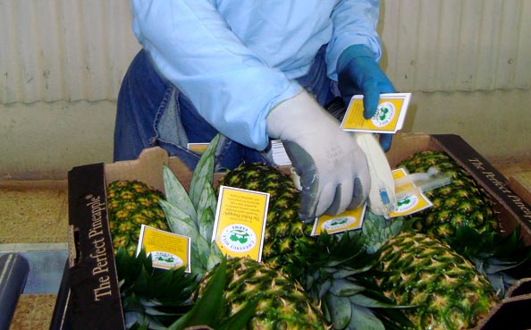 Packing Operation - Boxing & Tagging