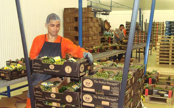 Packing Operation - Palletizing